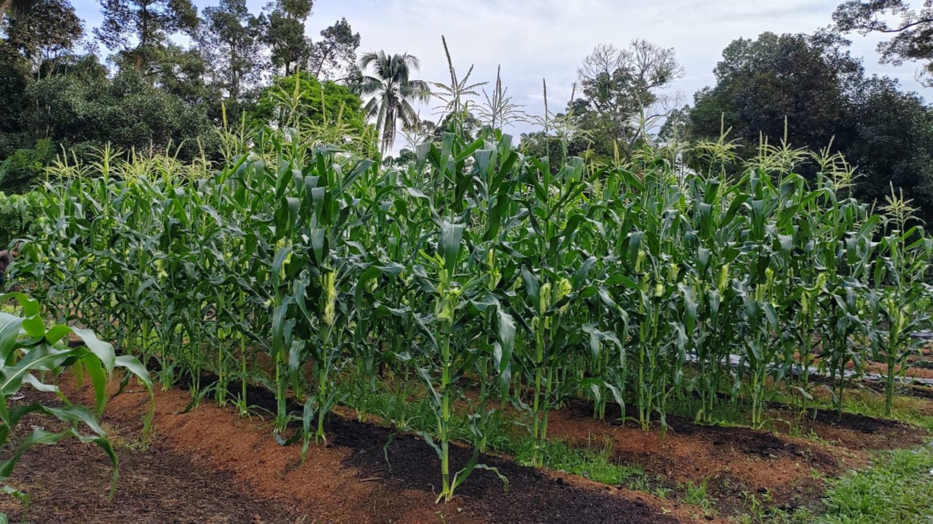 Image from: Brewing Hope: HEINEKEN Cares & Epic build long-term food security for Orang Asli communities