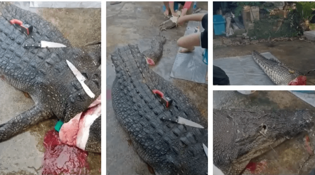 Image from: Man with BN shirt chainsaws crocodile