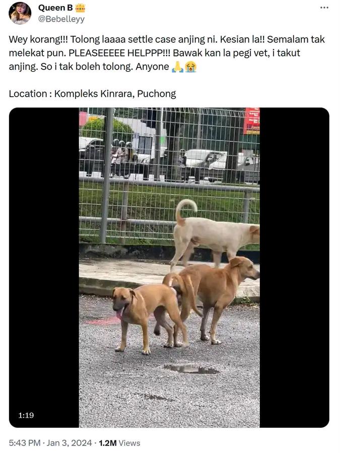 Image from: Woman ask for help in separating dogs 'stuck together' - sparking laughter online