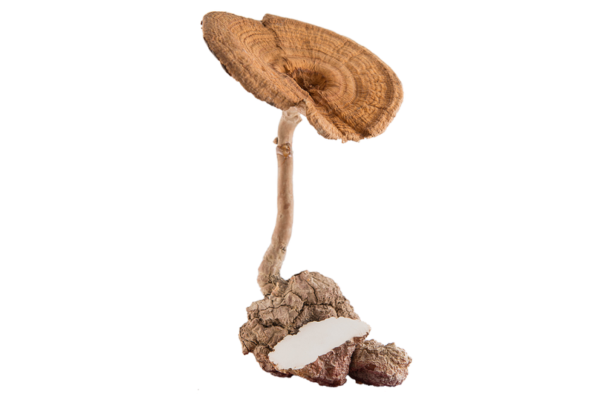 Image from: How this traditional CHINESE mushroom cured Tun Dr M's persistent cough (and it can cure yours too!) #SihatCergas