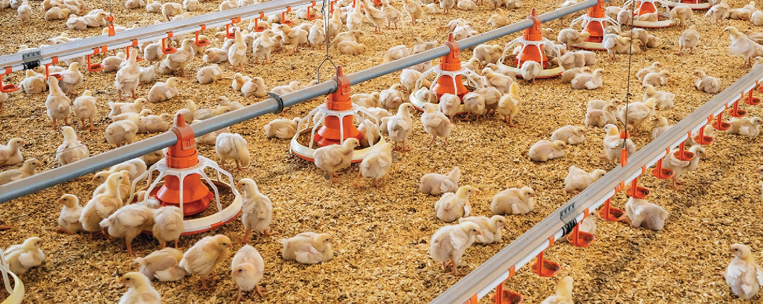 Image from: Opinion: No More Cheap Eggs? Good. We’ve Been Spoiled for Too Long