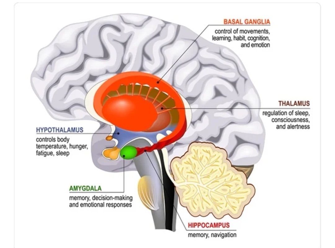 Image from: Unlocking the Potential of Your Brain: Part 1 (8 factors that can shrink your hippocampus)