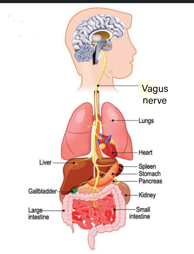 Image from: Handling stress : Part 4 - Stimulating the vagus nerve