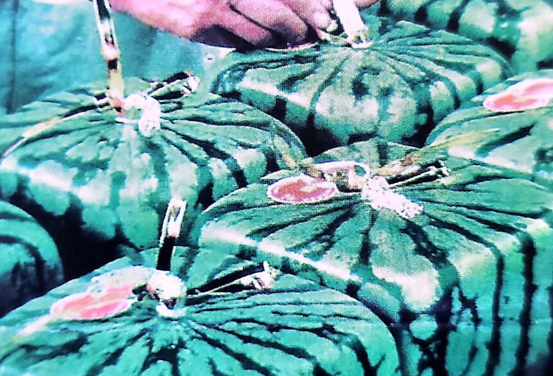 Image from: MAHA 100 Years Journey (Since 1923) - A Boost For The Local Fruit Industry