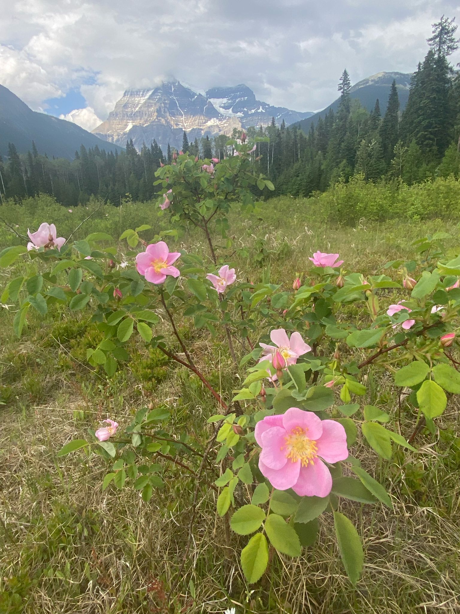 Image from: Unveiling the Majestic Canadian Rockies: A Journey through Banff National Park