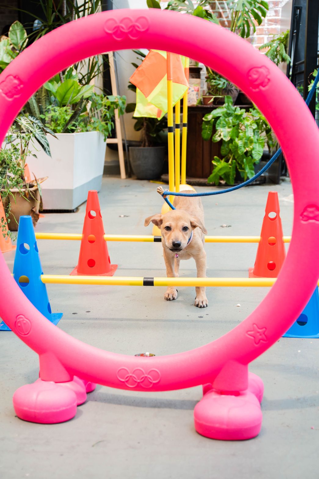 Image from: Notti Pet Food: Nurturing Pets, Nurturing Communities