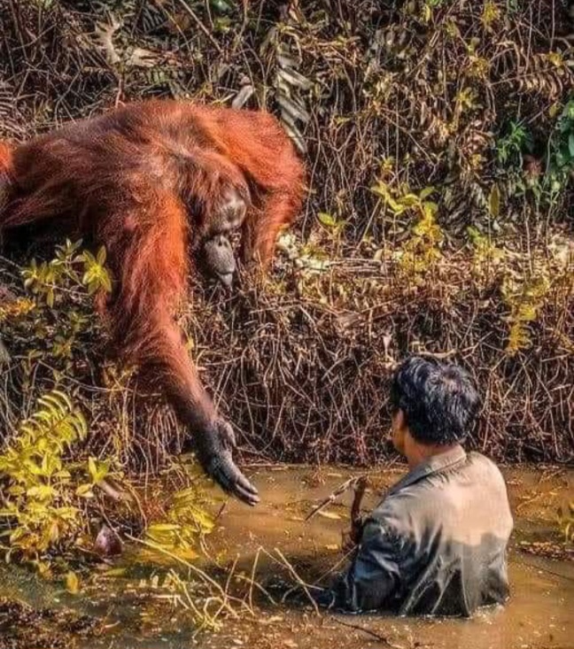 Image from: Orangutan Diplomacy: Balancing Conservation and Diplomatic Relations