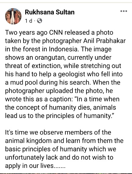 Image from: Orangutan Diplomacy: Balancing Conservation and Diplomatic Relations
