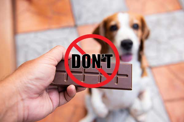 Image from: Beware : 5 Foods That Can Harm Your Dog's Health