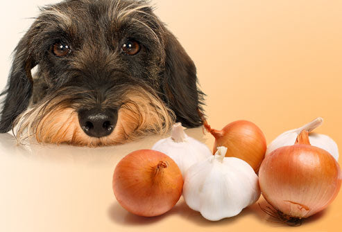 Image from: Beware : 5 Foods That Can Harm Your Dog's Health
