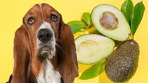 Image from: Beware : 5 Foods That Can Harm Your Dog's Health