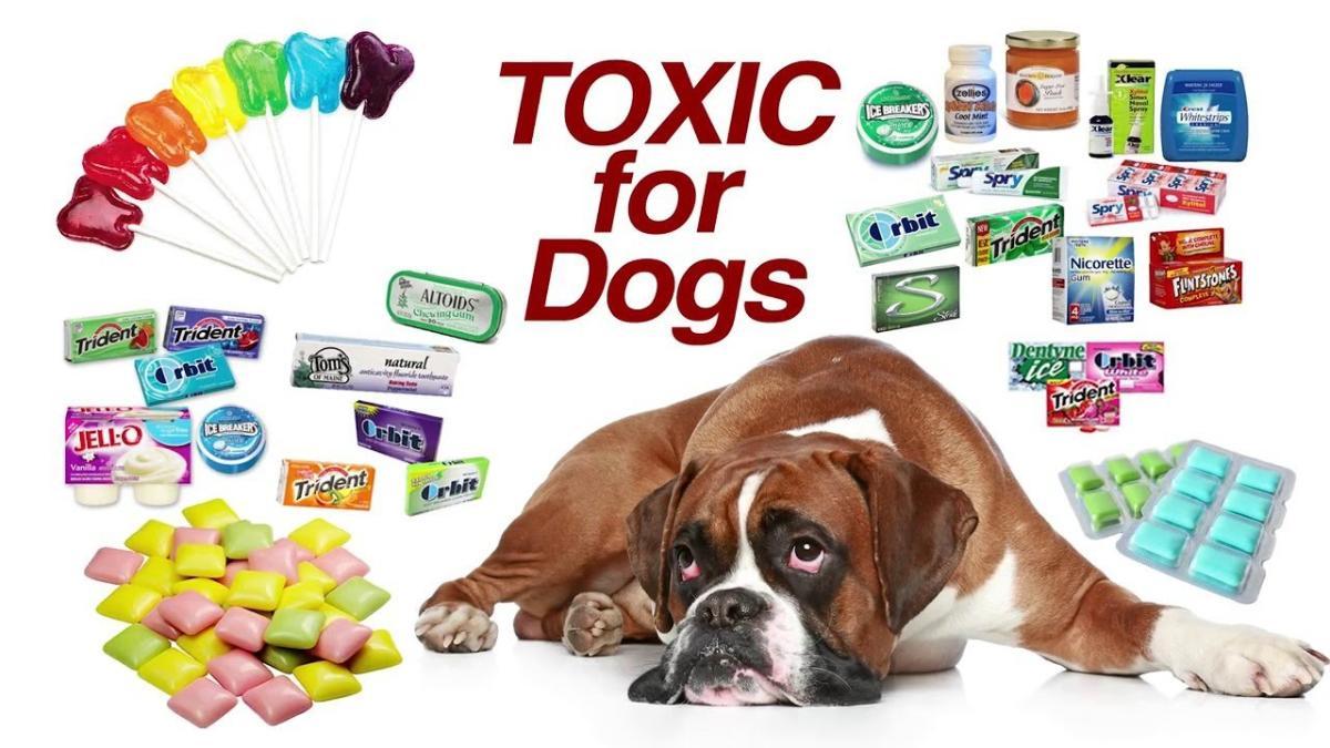 Image from: Beware : 5 Foods That Can Harm Your Dog's Health