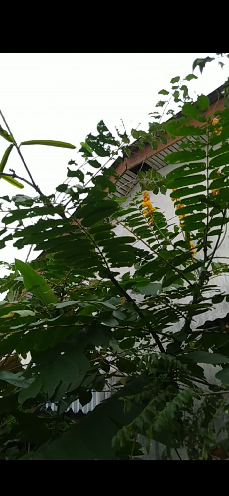 Image from: 3Qs Garden Plant Inventory: Senna Secrets - Unlocking the Power of Gelenggang