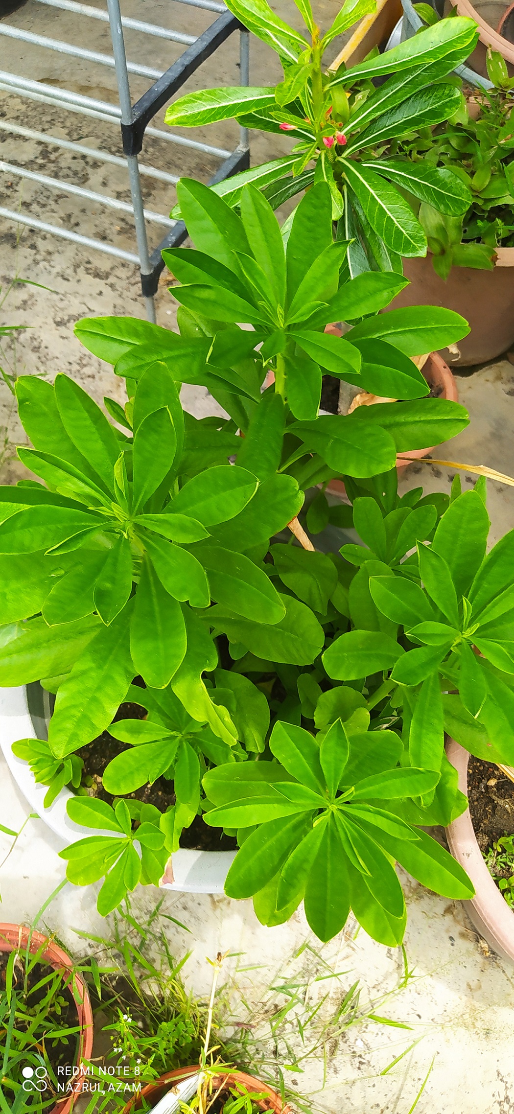 Image from: 3Qs Garden Plant Inventory: Ginseng Jawa - The Hidden Jewel Of Health