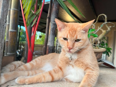 Image from: Kwailo Lumpur in Yer Mirror: Cats. CATS!