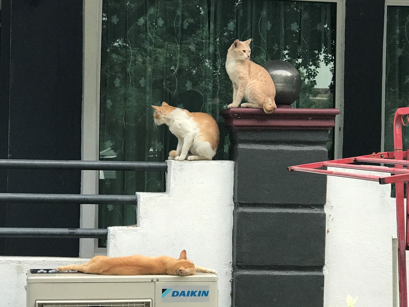 Image from: Kwailo Lumpur in Yer Mirror: Cats. CATS!