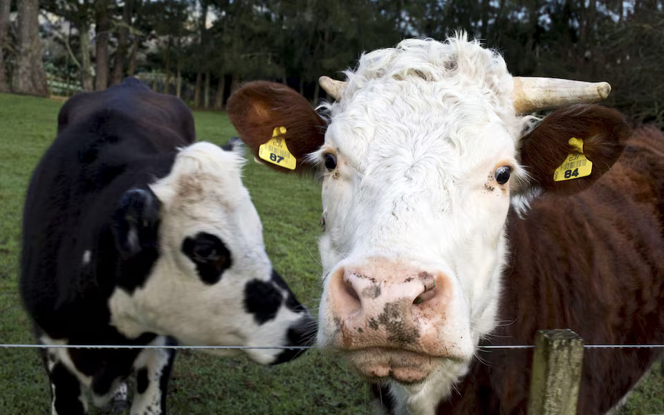 Image from: How Your Farts Actually Contribute to Global Warming #GreenWav