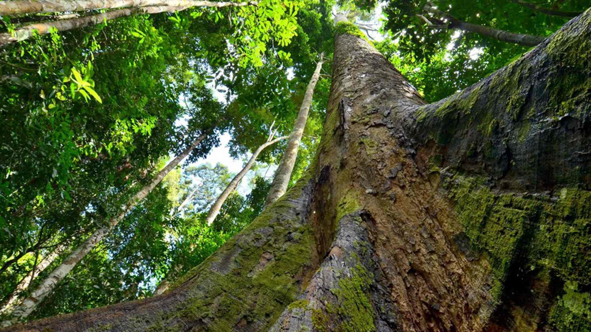 Image from: Tawau: Your Next Destination In Sabah For An Extraordinary Wildlife Experience & Nature's Wonders With Tawau Hills Park