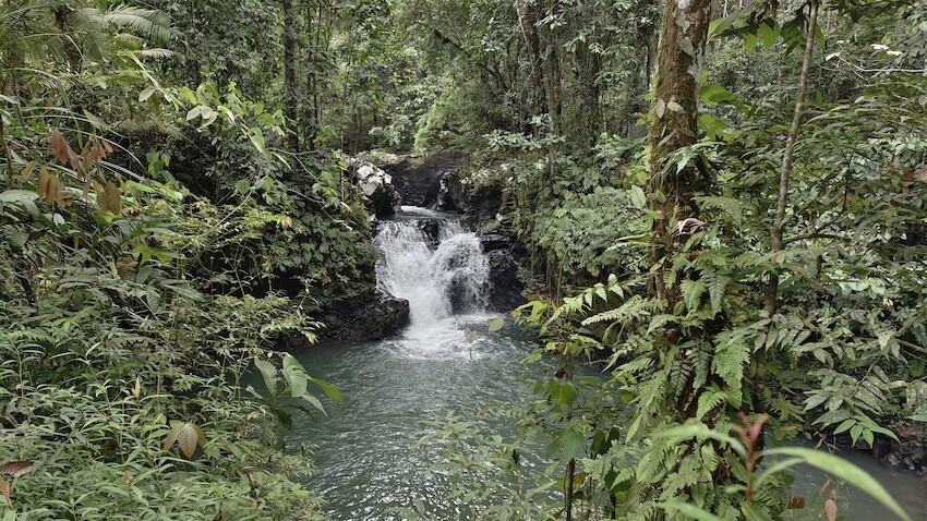 Image from: Tawau: Your Next Destination In Sabah For An Extraordinary Wildlife Experience & Nature's Wonders With Tawau Hills Park