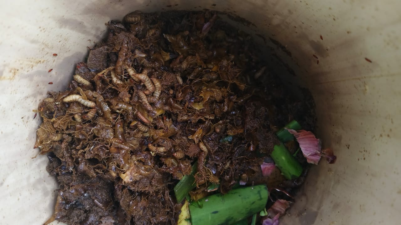 Image from: "From Trash to Treasure: How Black Soldier Fly Composting is Tackling Urban Waste and Housefly Problems"