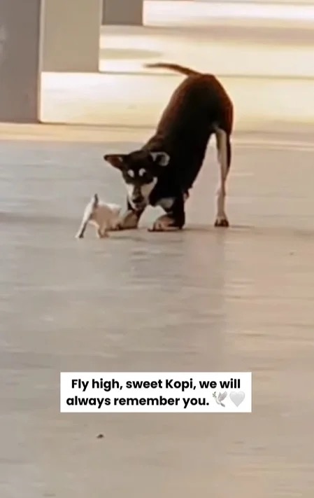 Image from: As outrage spurs over Besut council's killing of 'Kopi', can local councils legally use firearms to cull stray dogs? 