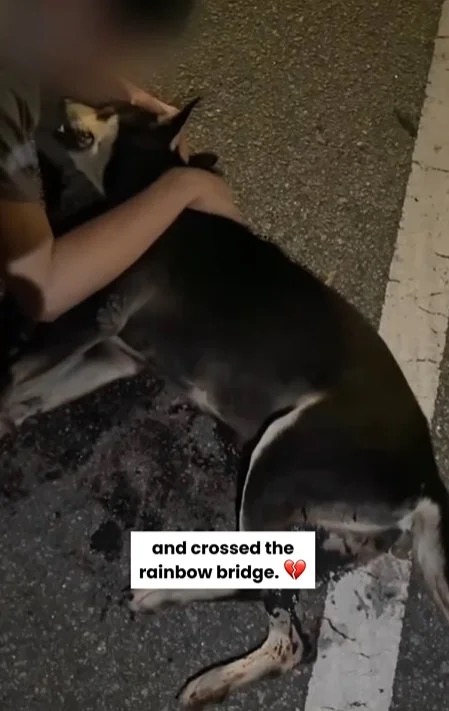 Image from: As outrage spurs over Besut council's killing of 'Kopi', can local councils legally use firearms to cull stray dogs? 