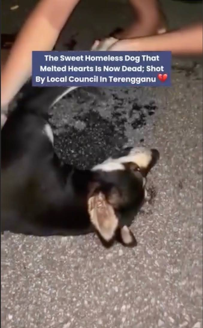 Image from: As outrage spurs over Besut council's killing of 'Kopi', can local councils legally use firearms to cull stray dogs? 