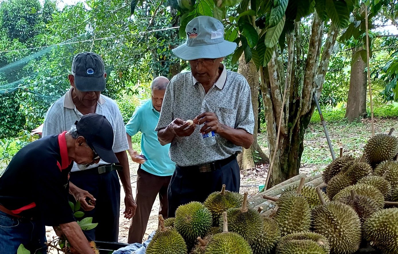 Image from: A Spectacular Reunion At A Durian Orchard In Kuala Nerang Kedah