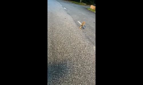 Man discovers pregnant stray cat with broken leg, stops to help - kingyumss