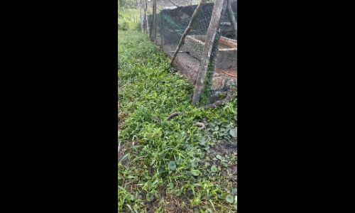 Full-bellied python spotted attempting to leave duck enclosure - sirashid.2026