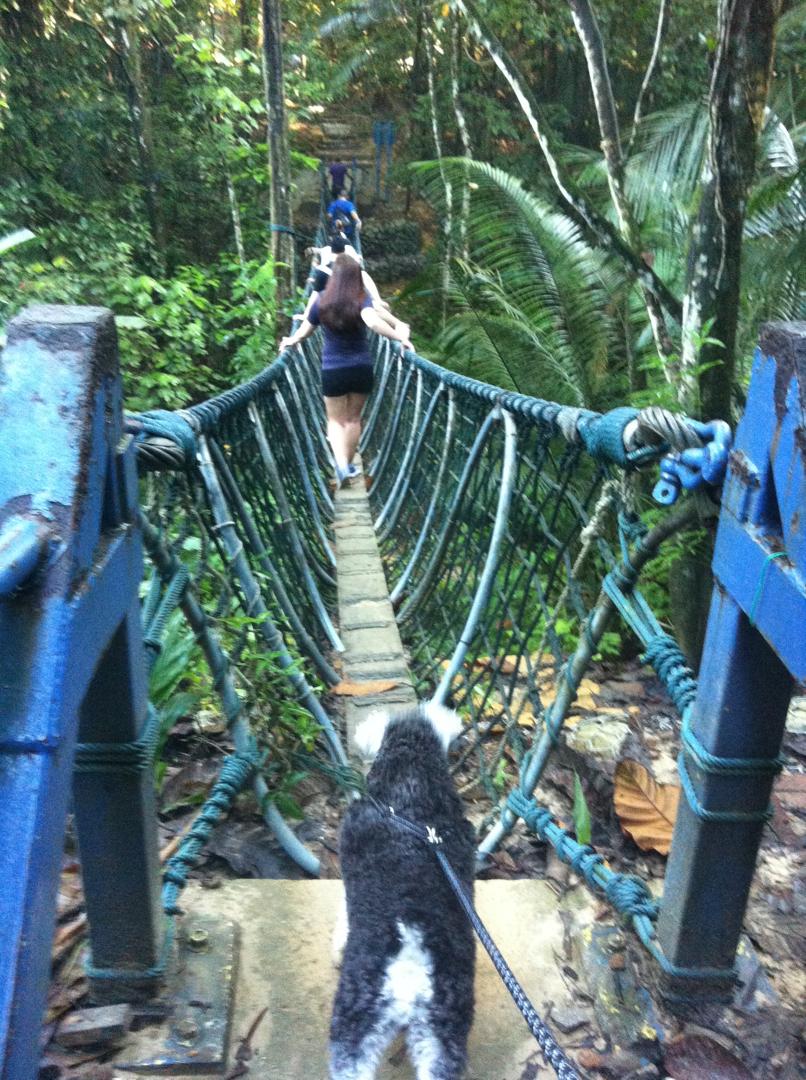 Image from: City Hustle, Nature Muscle: Your Ultimate Guide to KL & PJ's Urban Fitness Havens