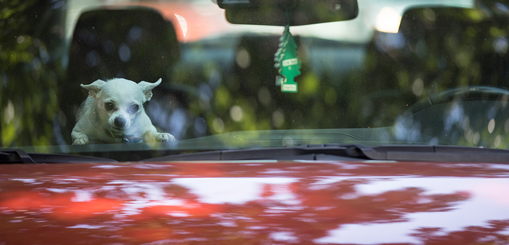 Image from: Endangering Lives: Never Leave Children and Animals Unattended in Turned-Off Cars