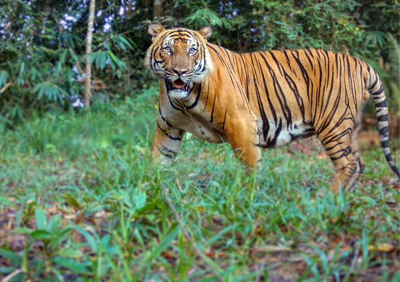 Image from: RIMAU: Tigers crucial in maintaining forest ecosystems