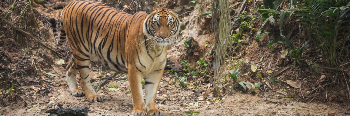 Image from: RIMAU: Tigers crucial in maintaining forest ecosystems