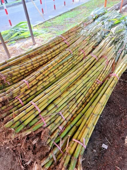 Image from: #CNY2026 | The Untold, Dark Legend of Sugar Cane Worship on the 9th Day of Chinese New Year