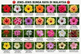 Image from: #EiTahuTak | Lima Kelopak Falsafah Bangsa: Bunga Raya Keagungan Malaysia