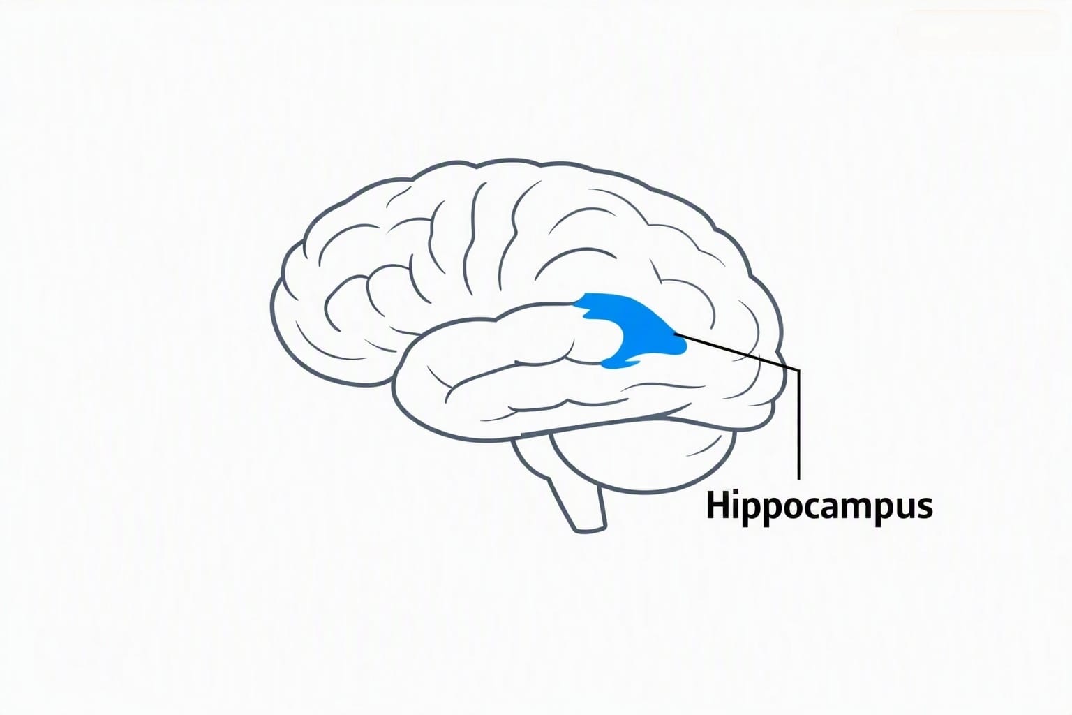 Image from: The Digital Hippocampus