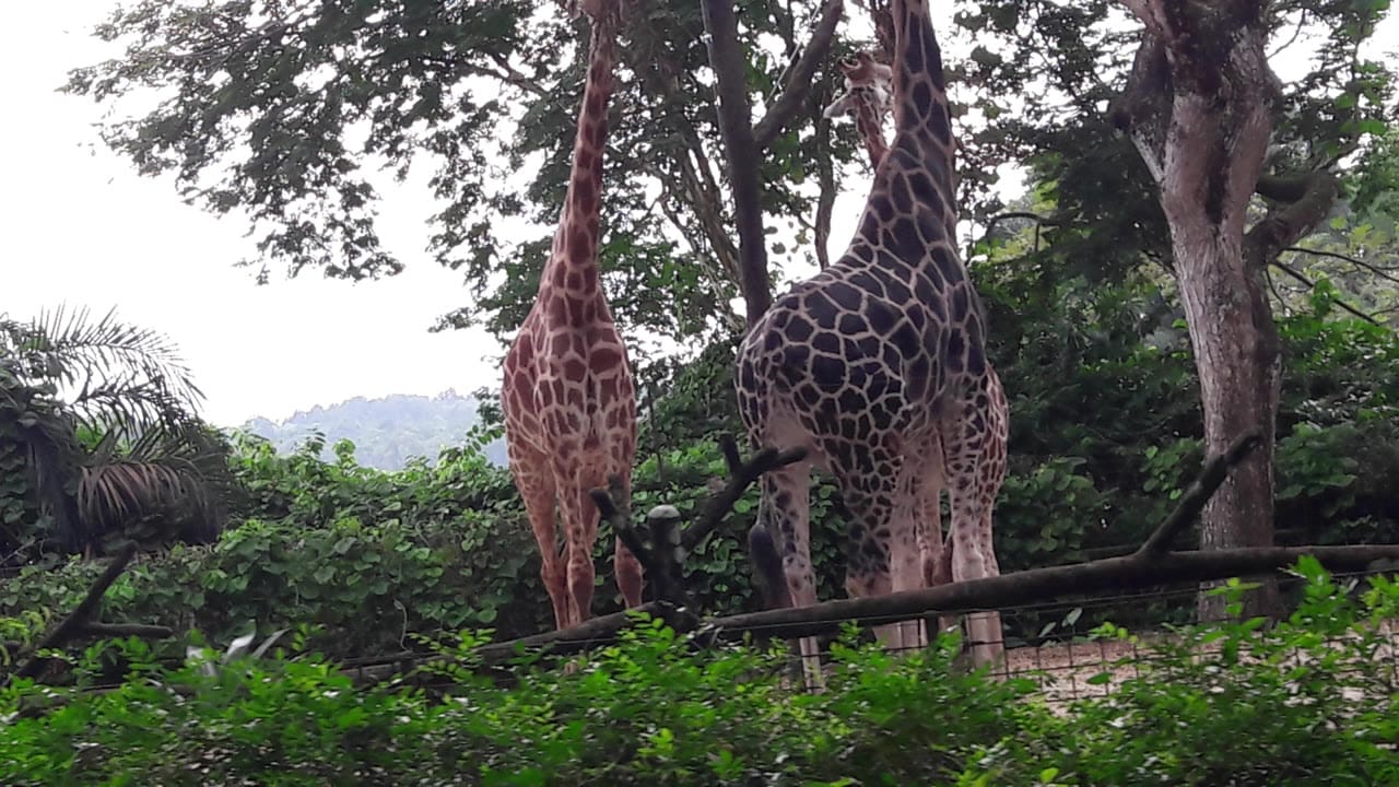 Image from: Exploring Singapore Zoo: An Immersive Journey Through Diverse Wildlife Habitats