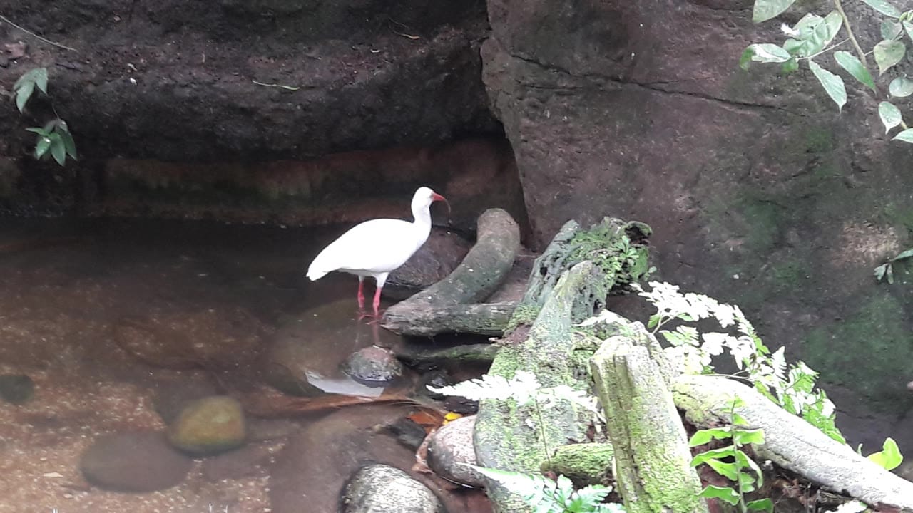 Image from: Exploring Singapore Zoo: An Immersive Journey Through Diverse Wildlife Habitats