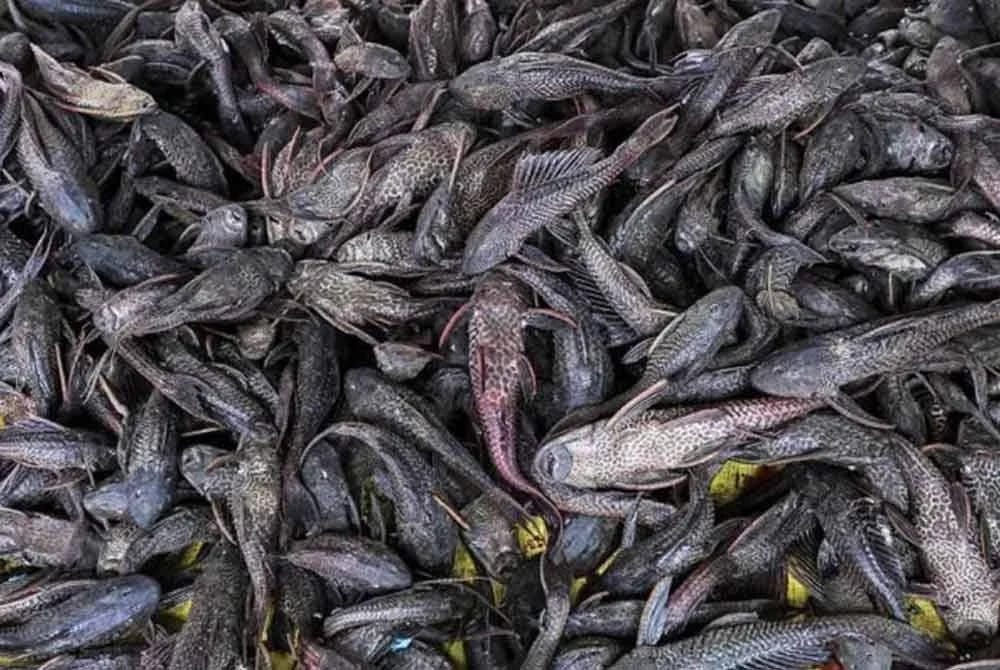 Ancaman Ikan Asing terhadap Ekosistem dan Kehidupan Manusia