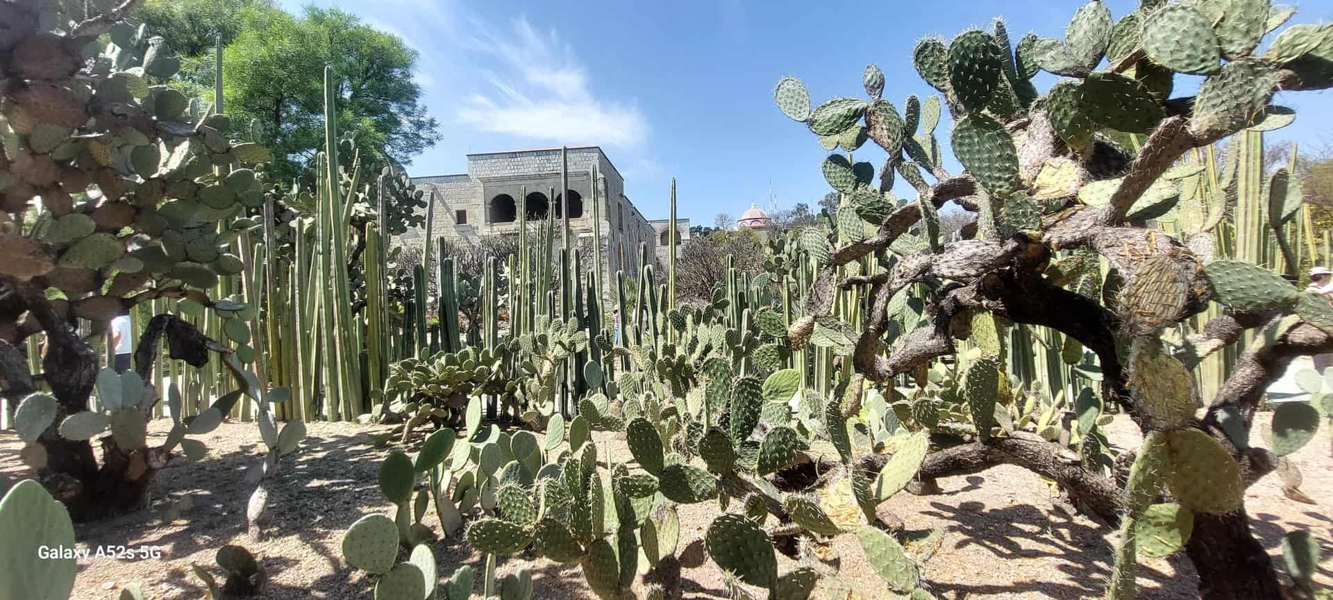 Image from: Oaxaca, a city where life lives