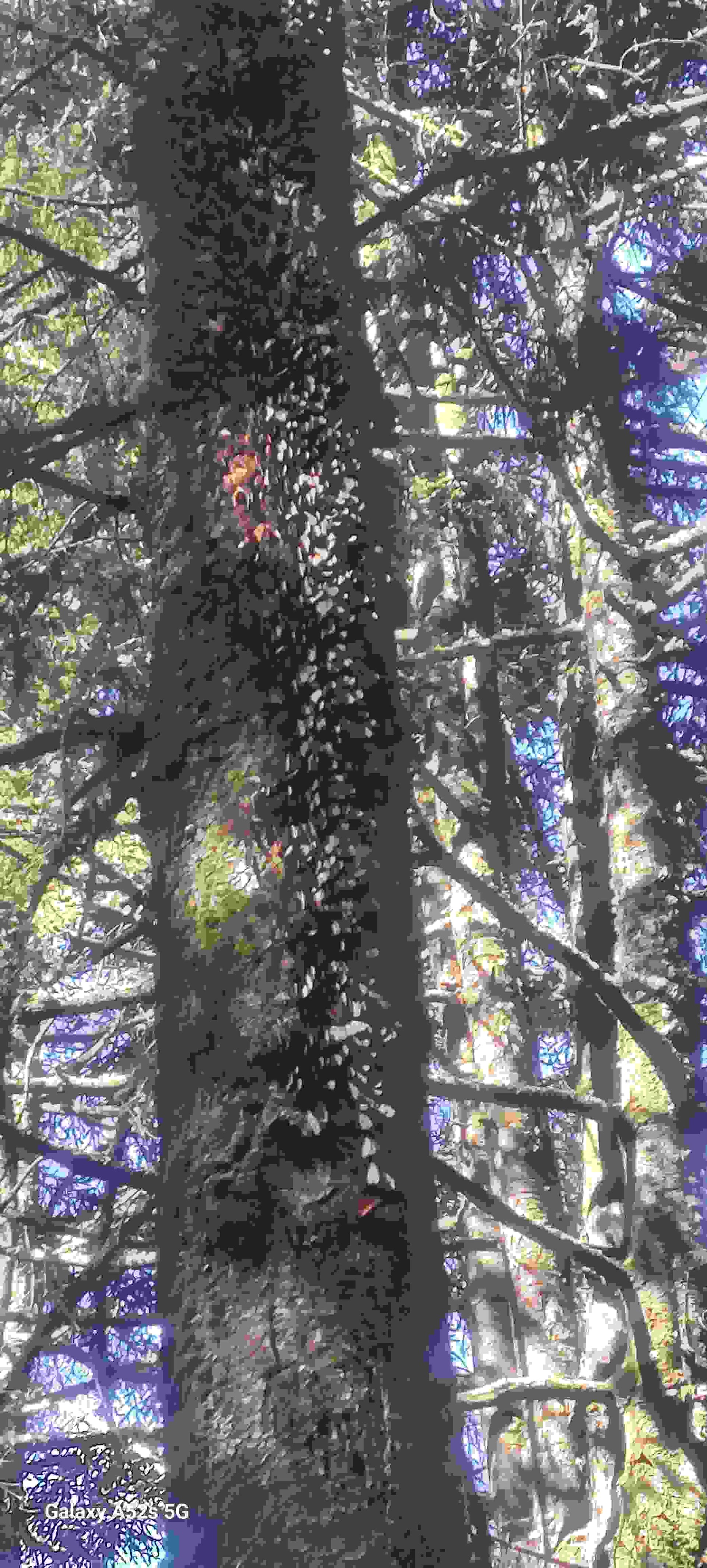 Image from: Monarch Butterflies, migratory wonder of the insect world.