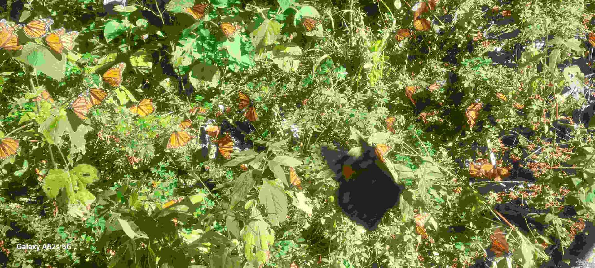 Image from: Monarch Butterflies, migratory wonder of the insect world.