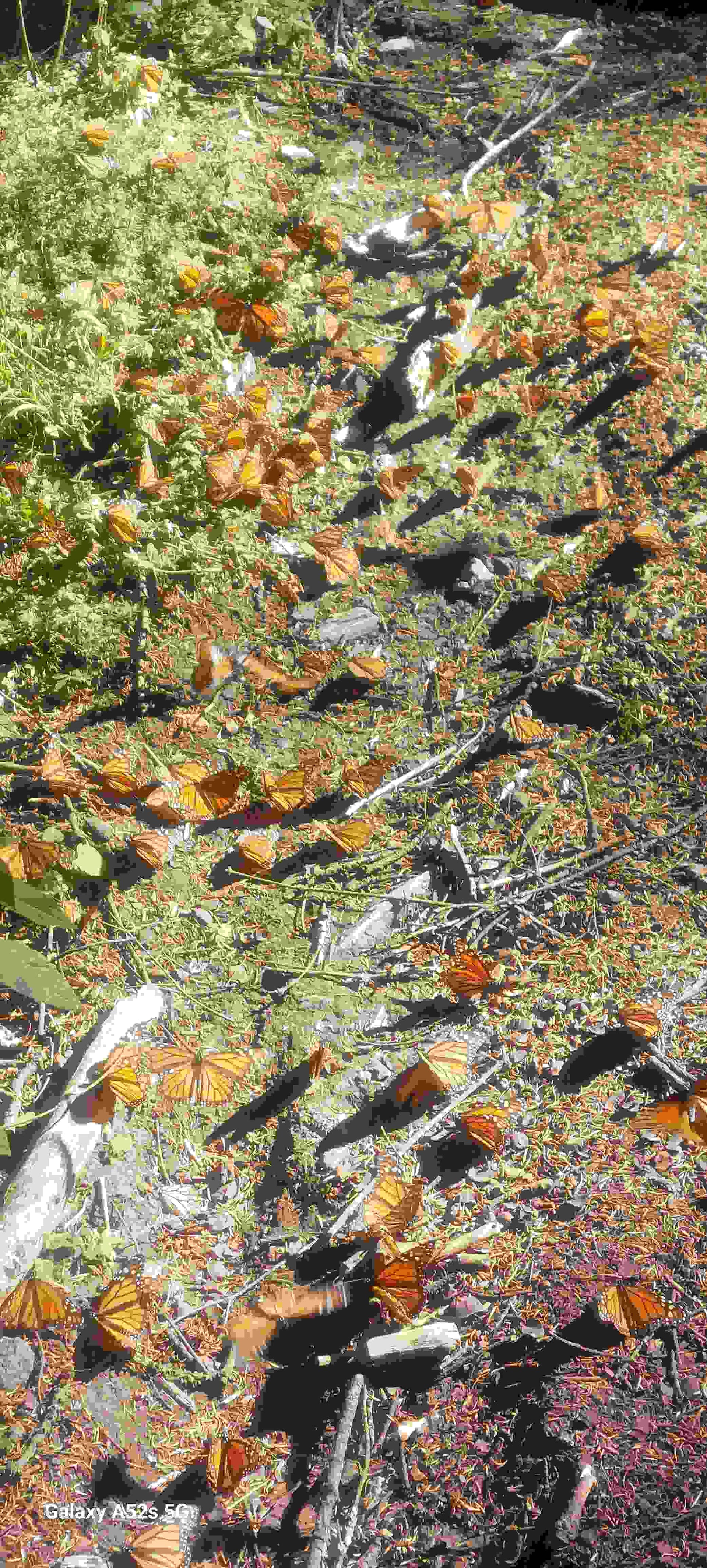 Image from: Monarch Butterflies, migratory wonder of the insect world.