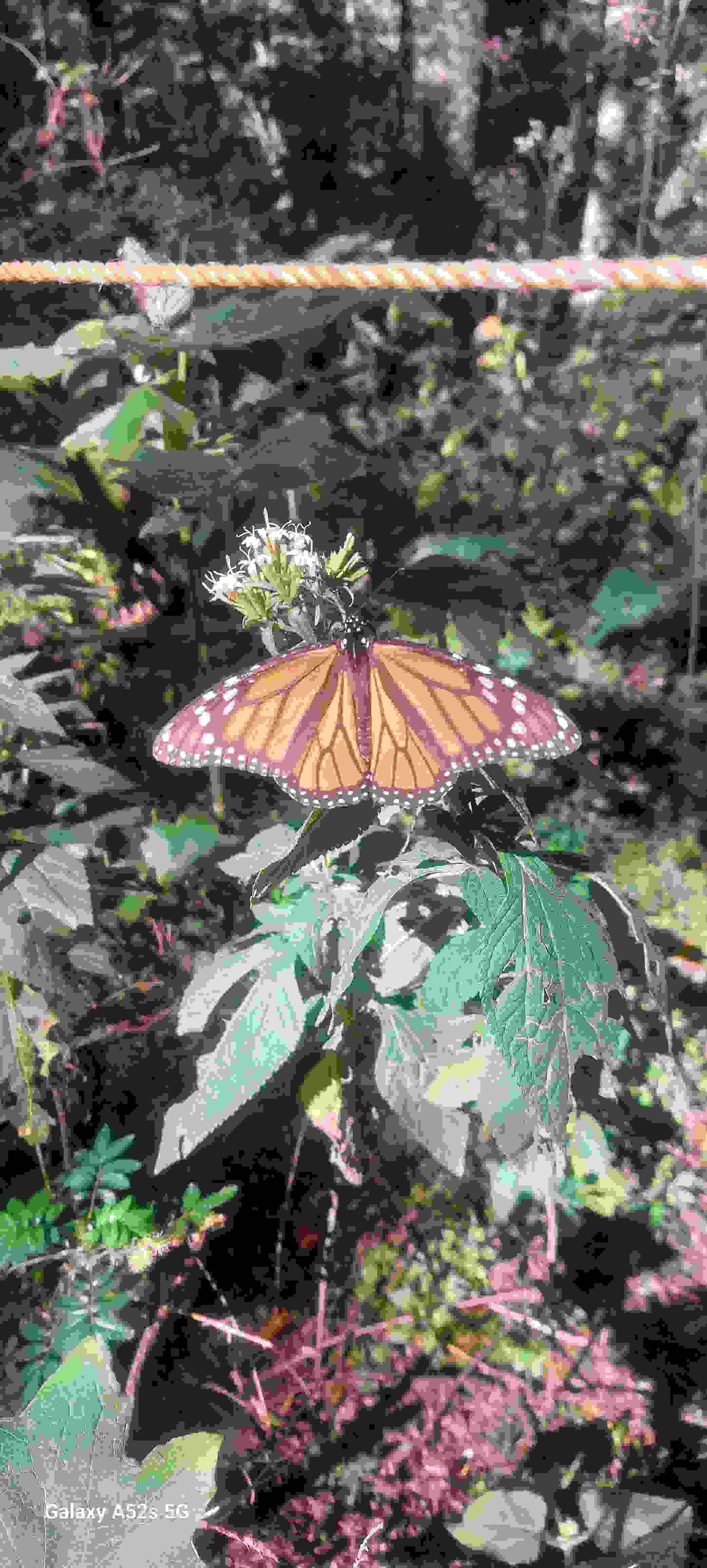 Image from: Monarch Butterflies, migratory wonder of the insect world.
