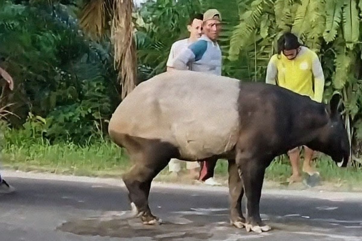 Image from: Cooked to Death: How a Village Delicacy Symbolizes Our Institutional Failure to Save Endangered Species