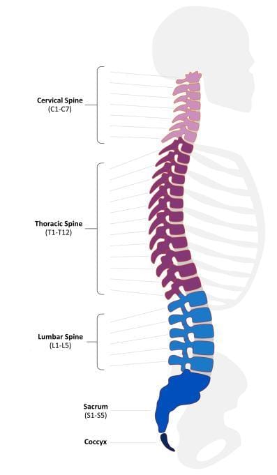 Image from: A Journey Through Spinal Cord Injury