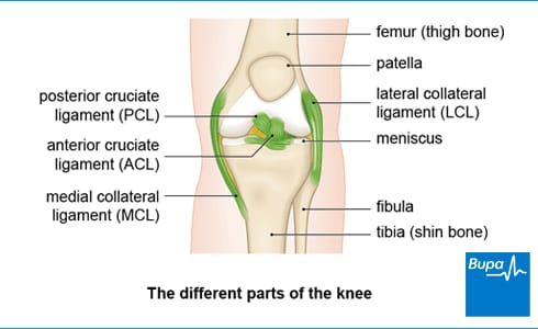 Image from: Anterior Cruciate Ligament (ACL) injury