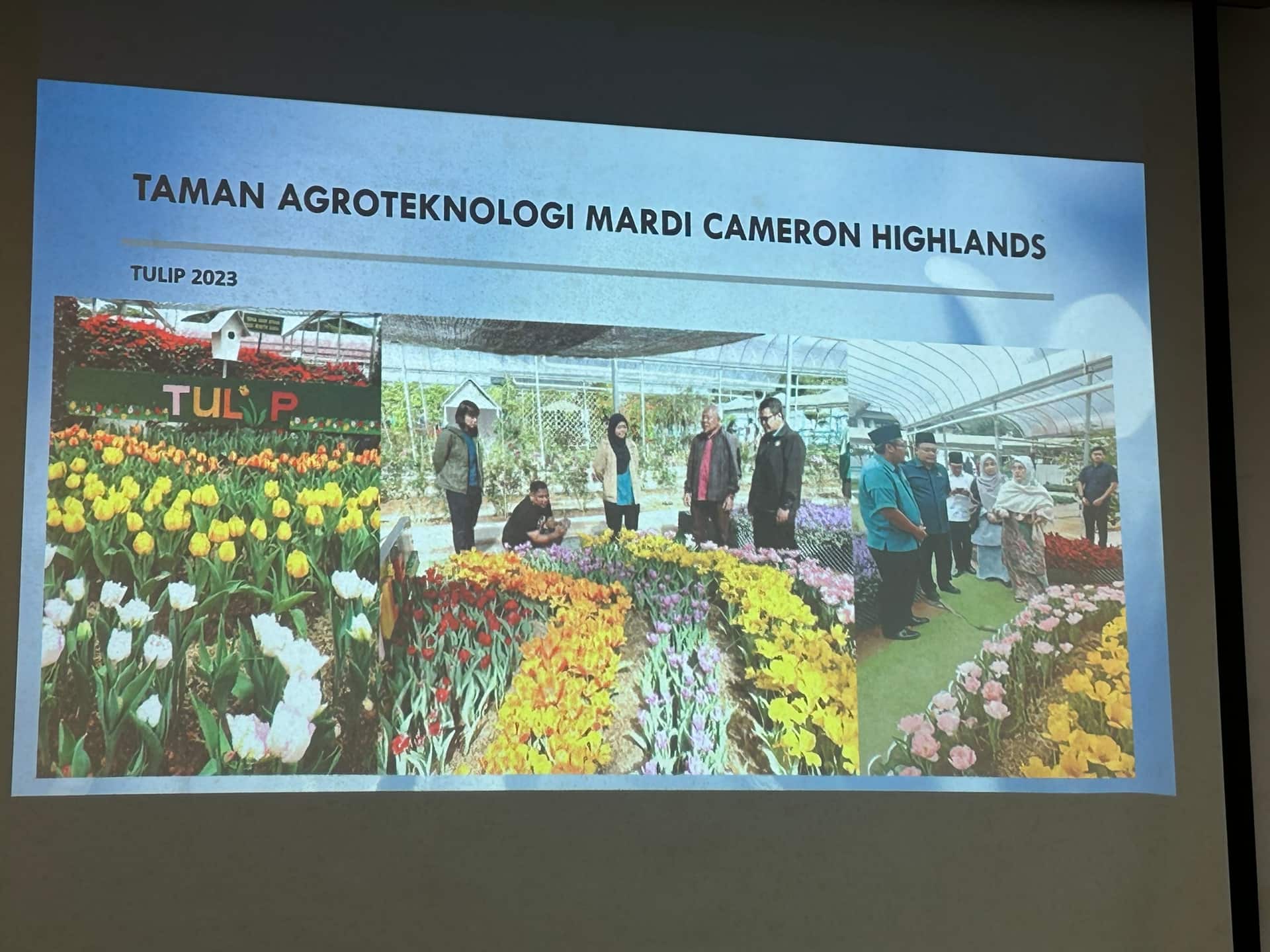 Image from: A “Mini Holland” in Cameron Highlands? Here’s What We Discovered