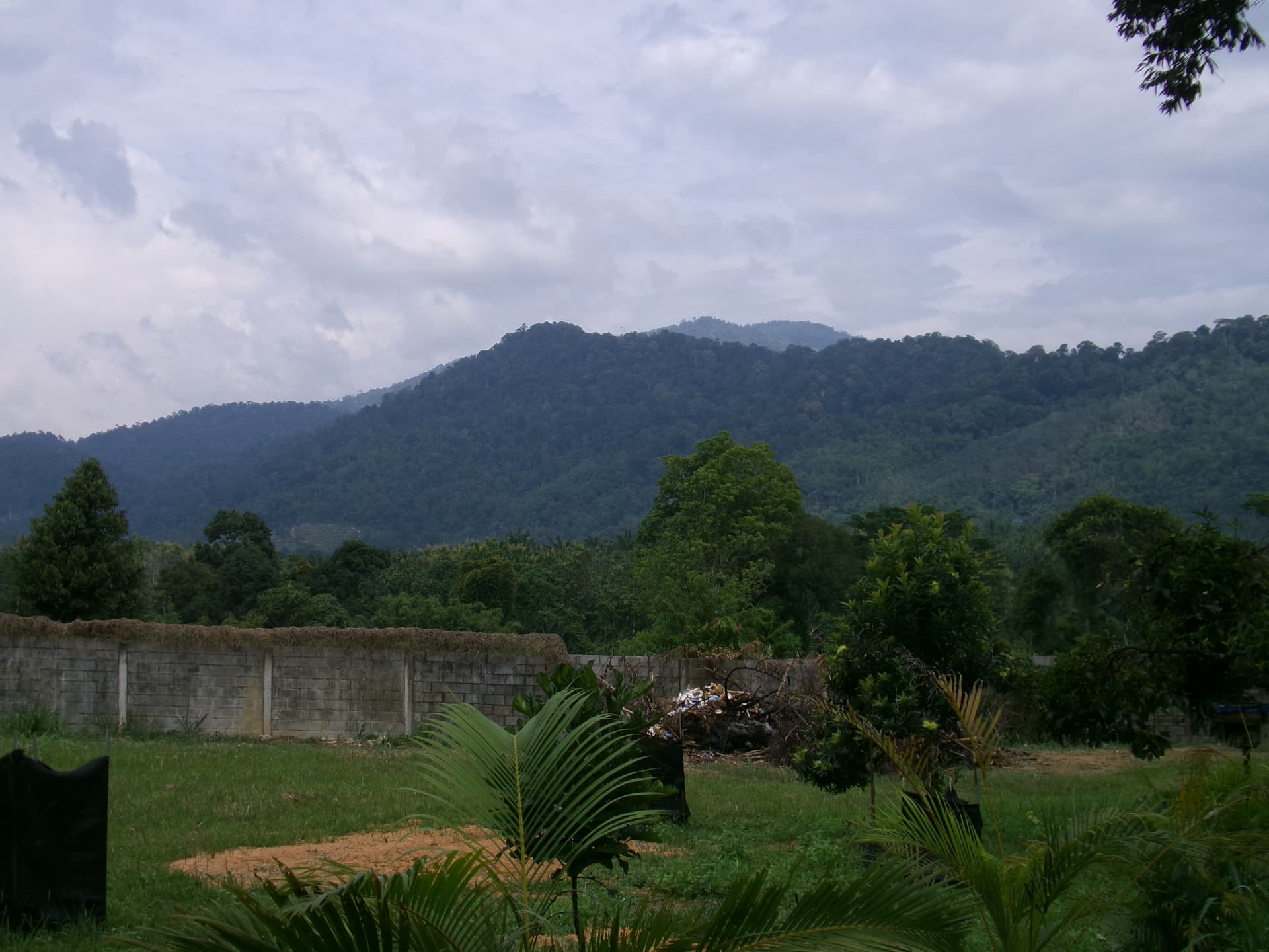 Image from: What Visiting MARDI Kuala Kangsar Taught Us About MS88 — Malaysia's Rising Premium Durian